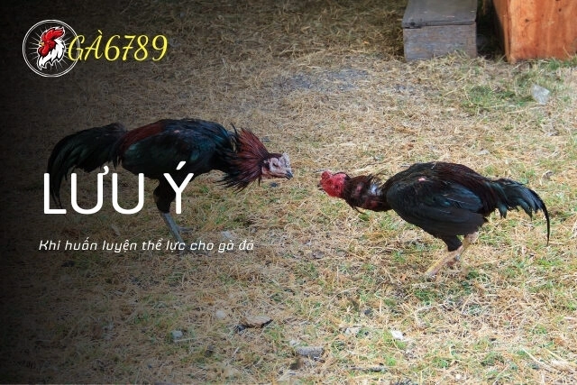 Lưu ý khi huấn luyện thể lực cho gà đá