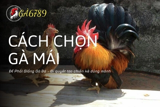 Cách Chọn Gà Mái Để Phối Giống Gà Đá