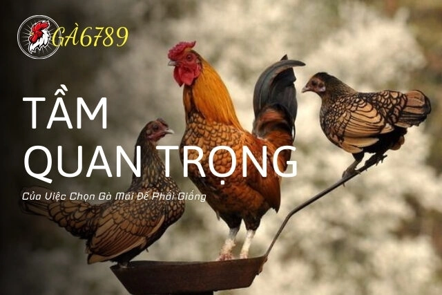 Tầm Quan Trọng Của Việc Chọn Gà Mái Để Phối Giống