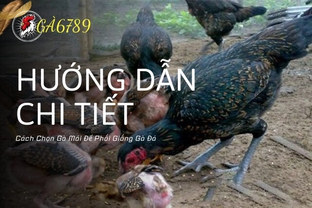 Hướng Dẫn Chi Tiết Cách Chọn Gà Mái Để Phối Giống Gà Đá
