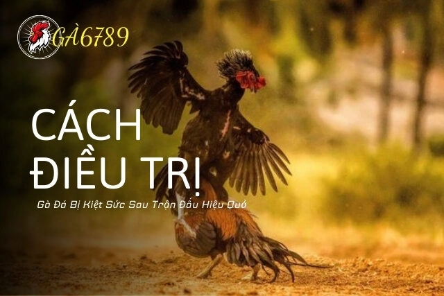 Cách Điều Trị Gà Đá Bị Kiệt Sức Sau Trận Đấu Hiệu Quả