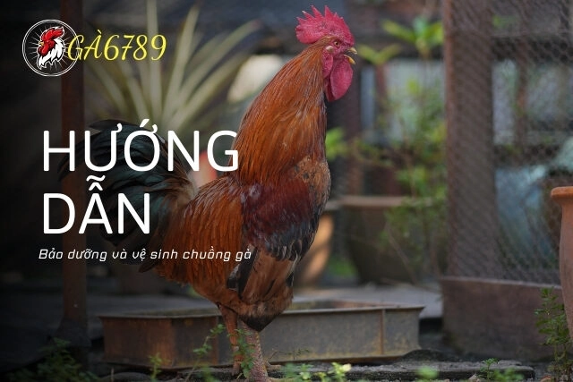 Hướng dẫn làm chuồng gà đá chi tiết