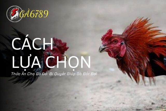 Cách Lựa Chọn Thức Ăn Cho Gà Đá Để Chiến Kê Luôn Sung Mãn