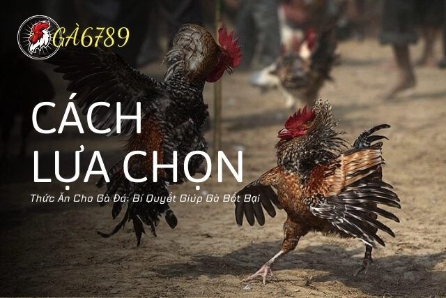 Cách Lựa Chọn Thức Ăn Cho Gà Đá: Bí Quyết Giúp Gà Bất Bại