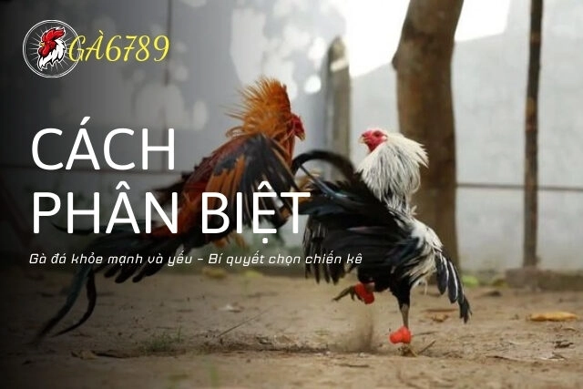 Cách phân biệt gà đá khỏe mạnh và yếu – Bí quyết chọn chiến kê chất lượng