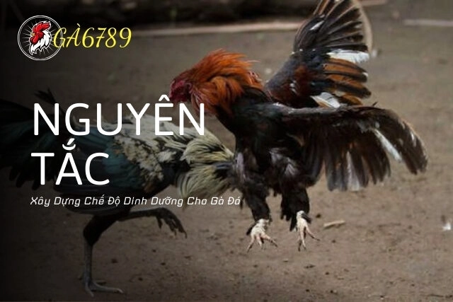 Nguyên Tắc Xây Dựng Chế Độ Dinh Dưỡng Cho Gà Đá