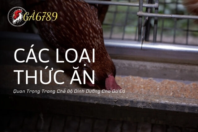 Các Loại Thức Ăn Quan Trọng Trong Chế Độ Dinh Dưỡng Cho Gà Đá