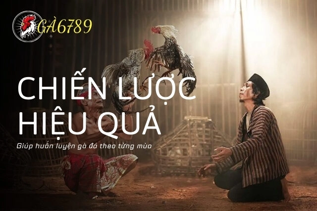 Chiến lược hiệu quả giúp huấn luyện gà đá theo từng mùa