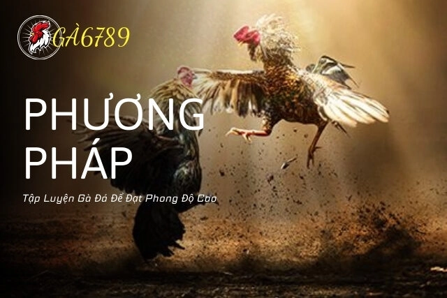 Bật Mí Phương Pháp Tập Luyện Gà Đá Để Đạt Phong Độ Cao