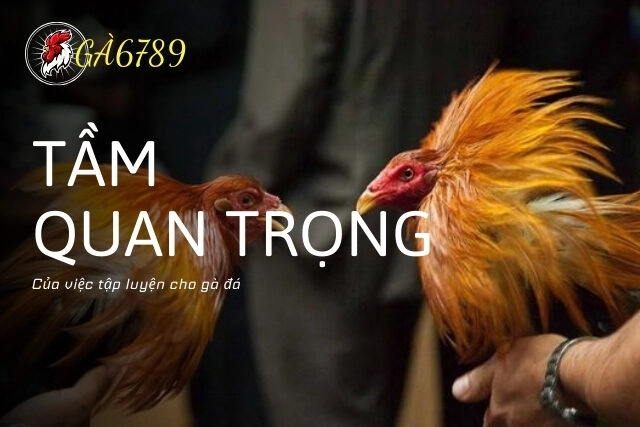 Tầm quan trọng của việc tập luyện cho gà đá