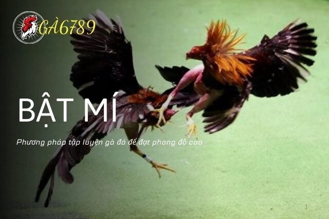 Các phương pháp tập luyện gà đá để đạt phong độ cao