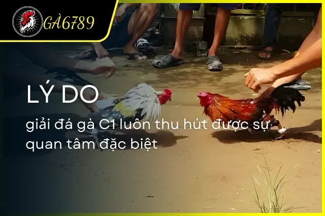 Giải mã lý do C1 luôn thu hút được sự quan tâm từ người chơi đá gà