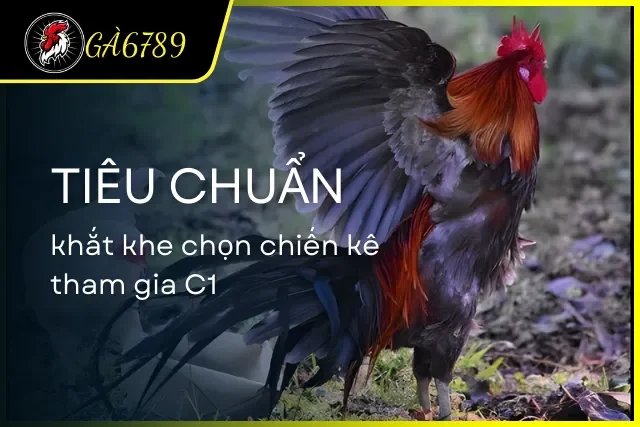 Tiêu chuẩn khắt khe khi chọn chiến kê tham gia C1