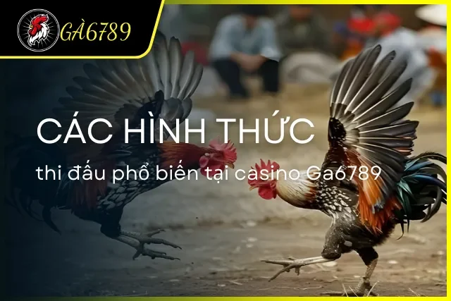 Các hình thức thi đấu đá gà phổ biến hiện nay có mặt tại casino