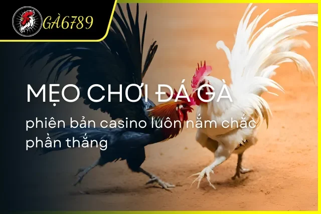 Mẹo chơi đá gà từ cao thủ để nắm chắc phần thắng tại casino