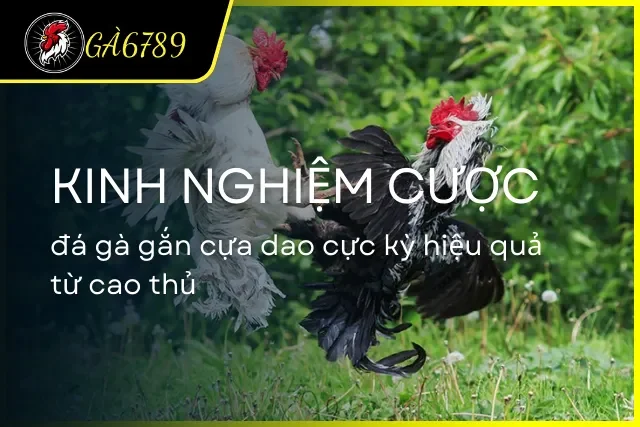 Kinh nghiệm để cược cựa dao trăm trận trăm thắng