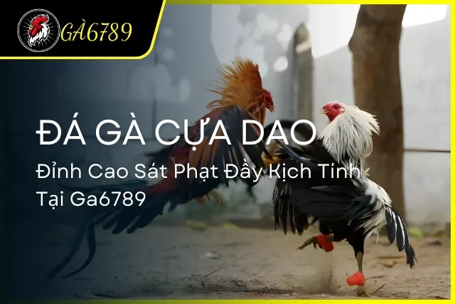 Đá Gà Cựa Dao