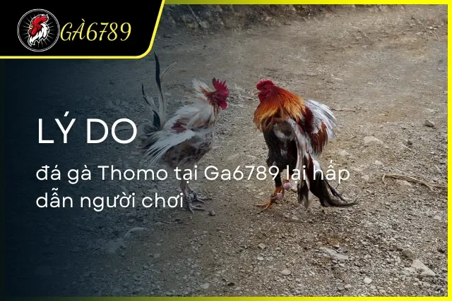 Giải mã về lý do Thomo lại hấp dẫn được lượng lớn người chơi