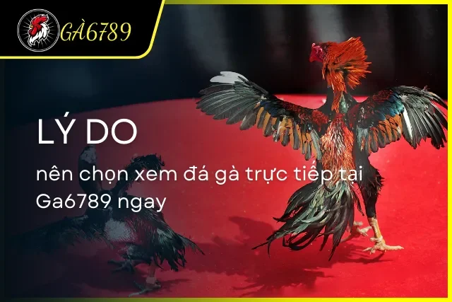 Giới thiệu về ưu điểm của nhà cái Ga6789 khi chơi đá gà